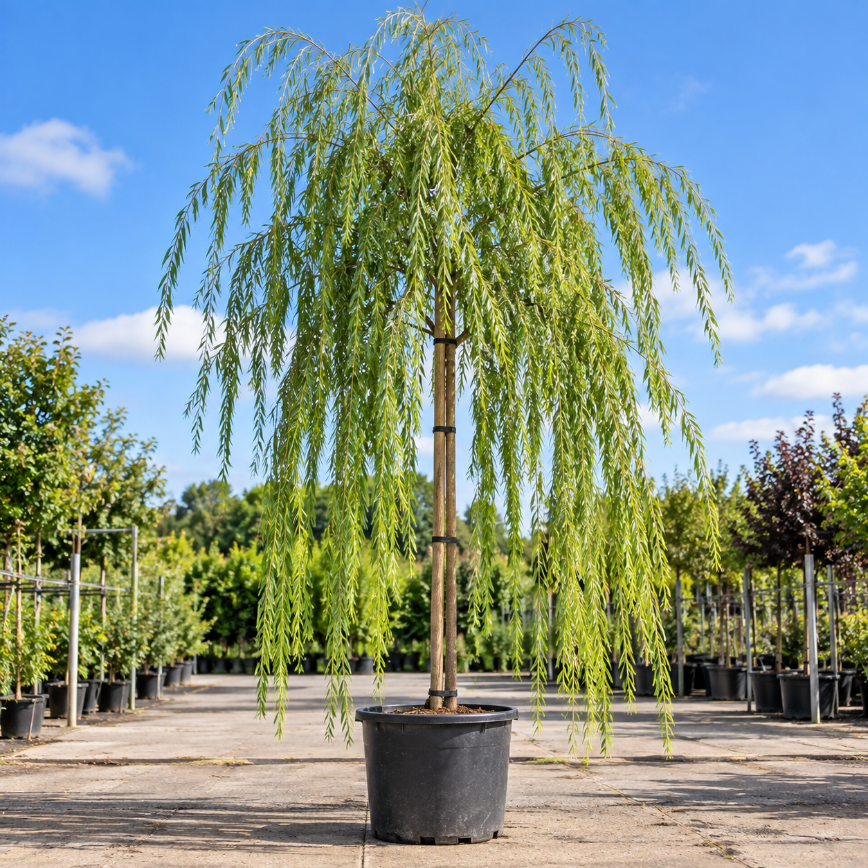 Groene treurwilg - Salix × sepulcralis ‘Chrysocoma’