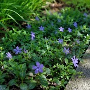 Kleine maagdenpalm (Vinca minor)